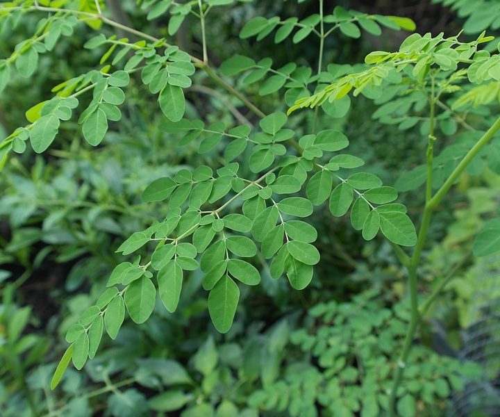 Que faut-il savoir sur l’utilisation du moringa ?