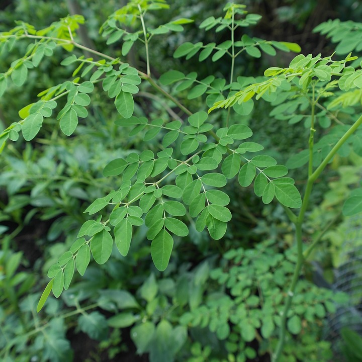 Lire la suite à propos de l’article Que faut-il savoir sur l’utilisation du moringa ?